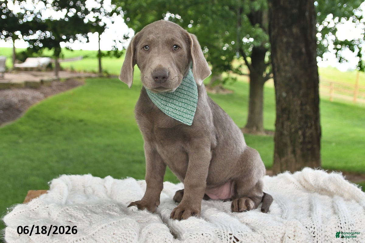 Labrador Retriever dogs Indi - Ad 1