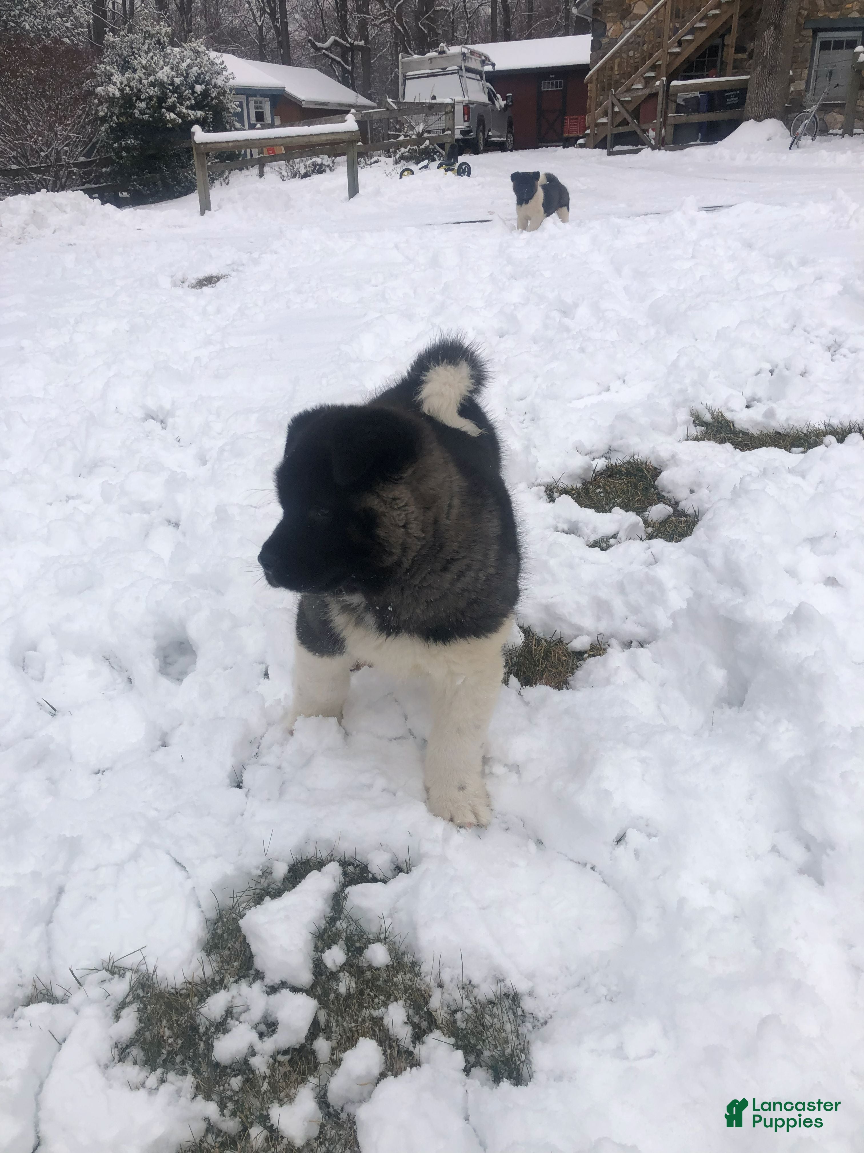 Akita dogs Bear - Ad 12