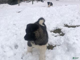 Akita dogs Bear - Ad 19