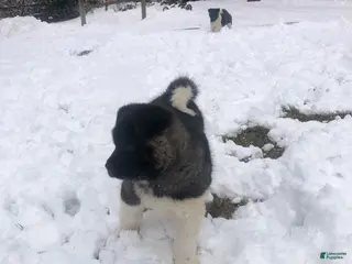 Akita dogs Bear - Ad 18