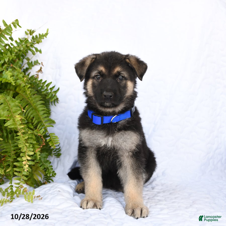 German Shepherd dogs for sale: Raven - Ad 1