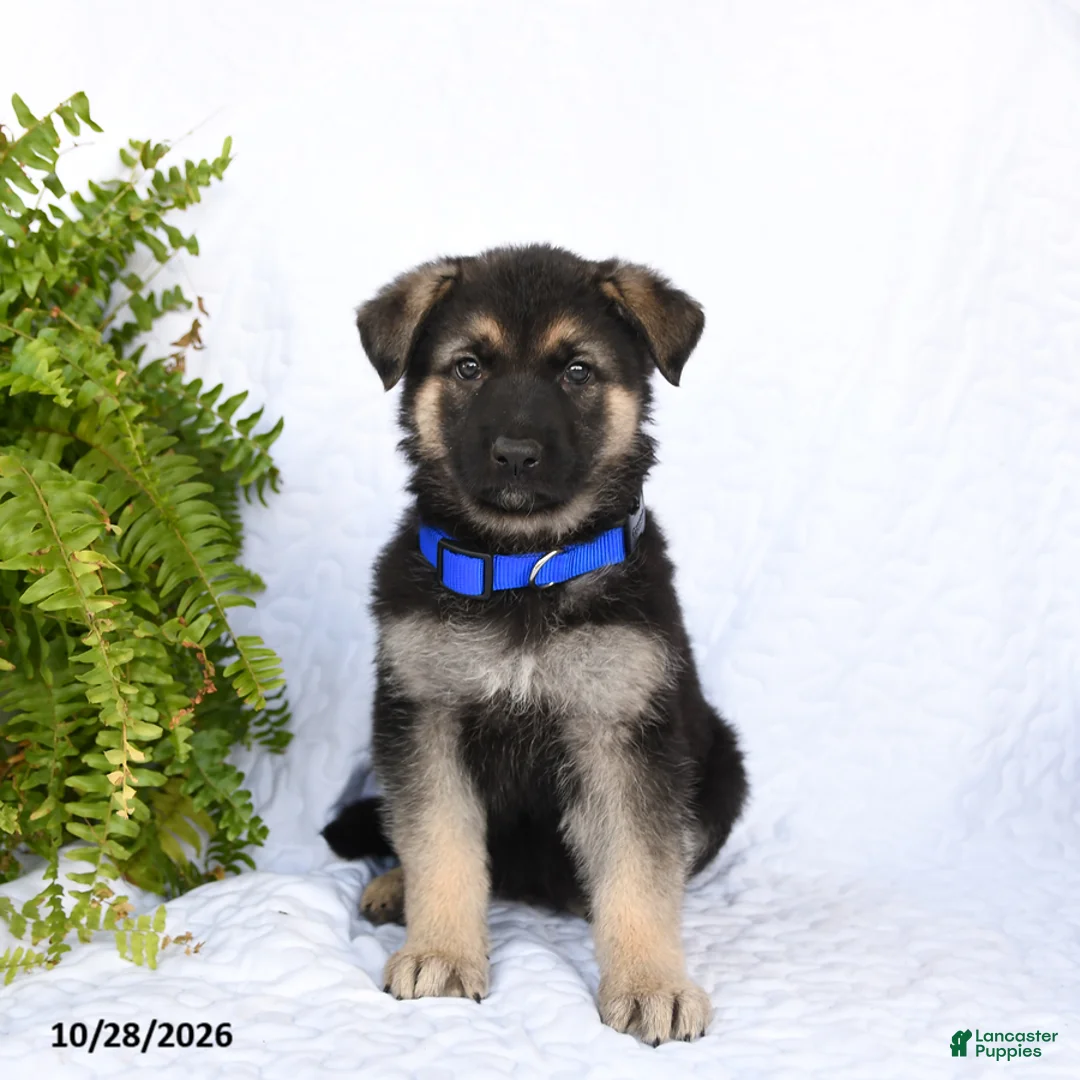 German Shepherd dogs for sale: Raven - Ad 1