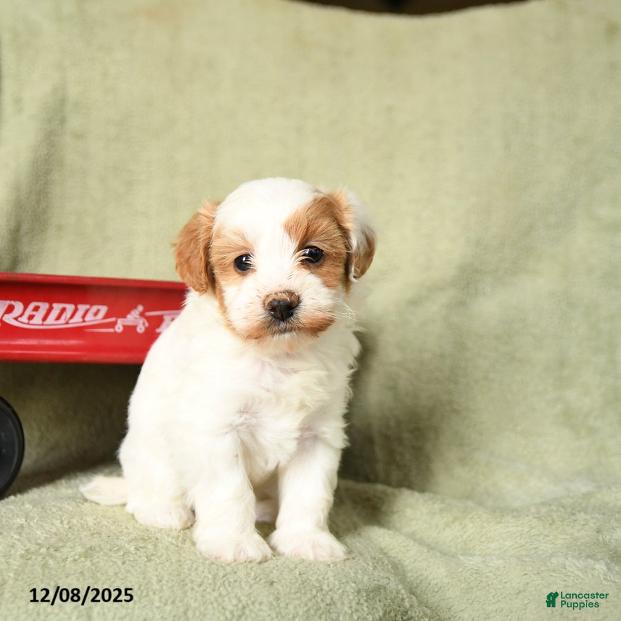 Havapoo dogs Leo - Ad 9