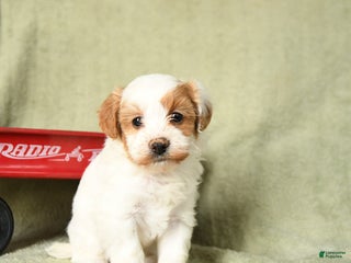 Havapoo dogs Leo - Ad 32