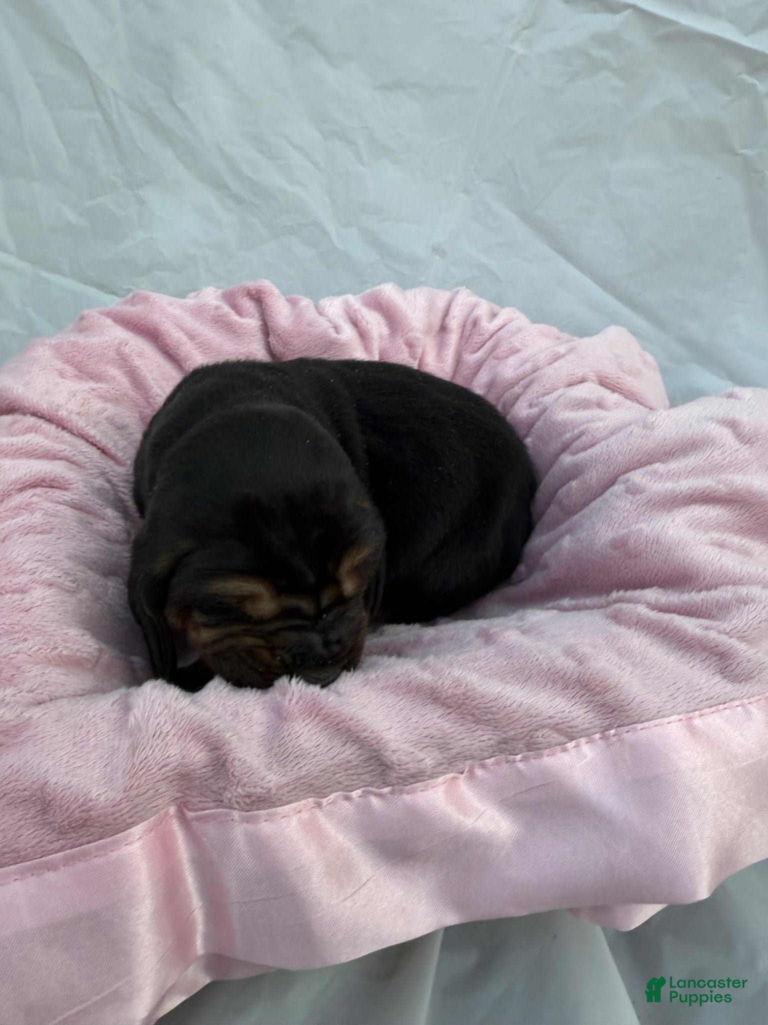 Bloodhound dogs Jasmine - Ad 2