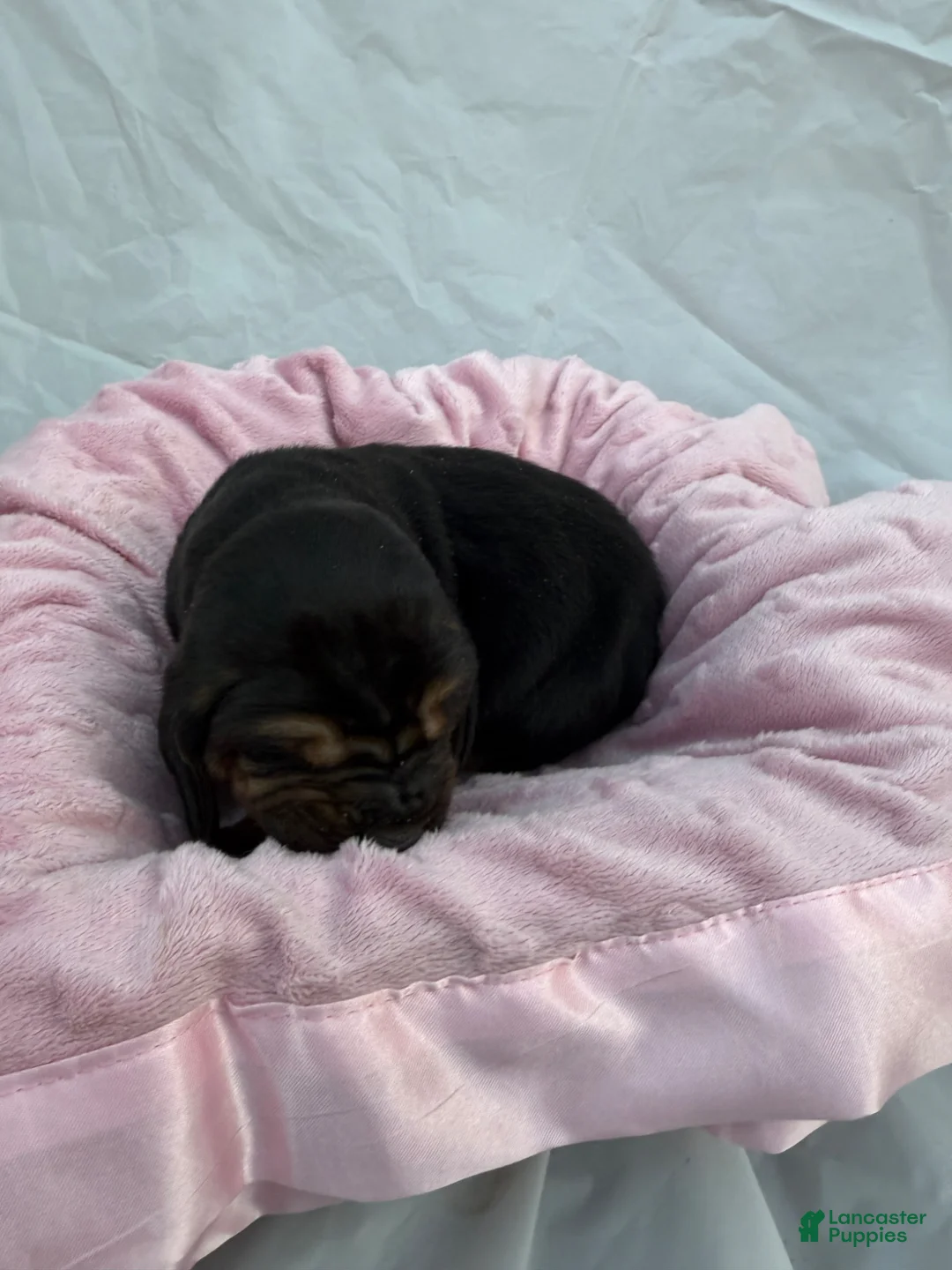 Bloodhound dogs for sale: Jasmine - Ad 2