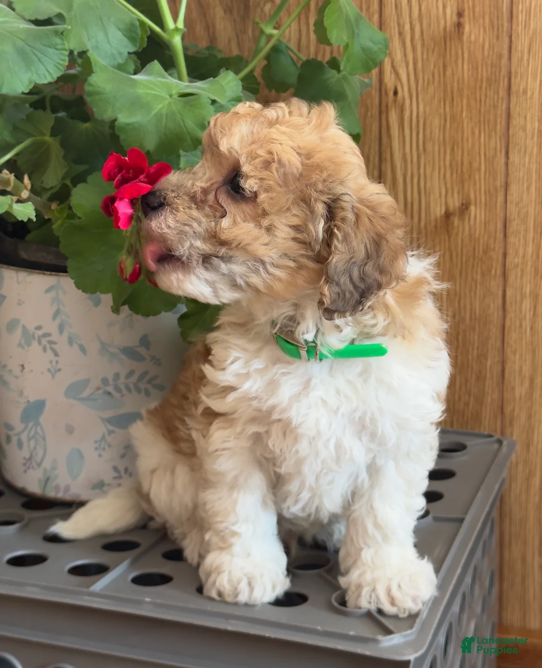 Bichpoo dogs for sale: Clown  - Ad 6