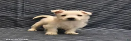 West Highland Terrier dogs for sale: Keith - Ad 5