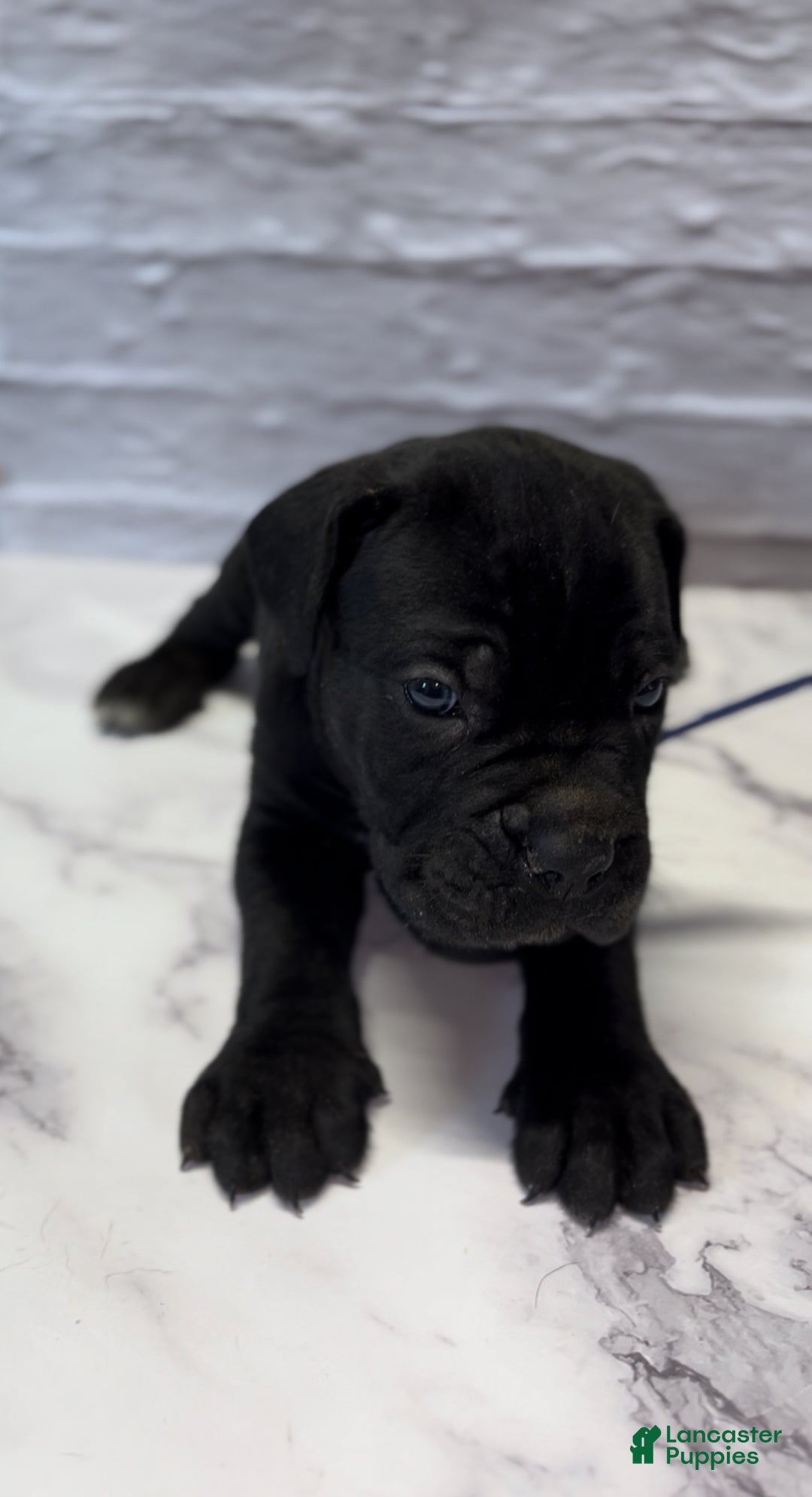 Cane Corso dogs for sale: AKC-Chevy  - Ad 5