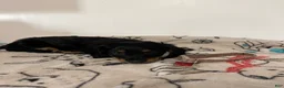 Miniature Dachshund dogs for sale:  Millie - Ad 6