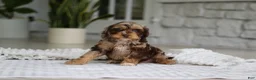 Cockapoo dogs for sale: Maverick - Ad 4