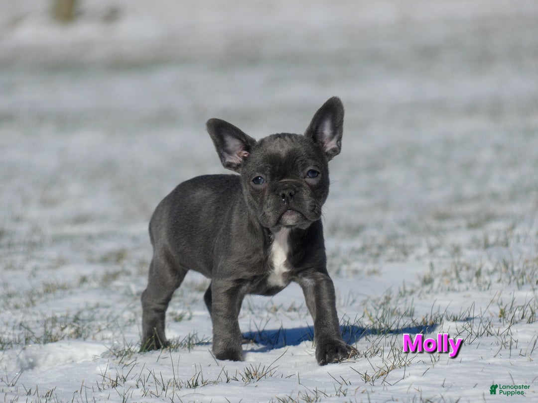 Mixed Breed dogs for sale: Molly - Ad 5