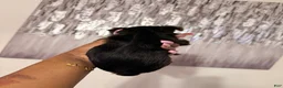 Yorkshire Terrier dogs for sale: Mona  - Ad 2