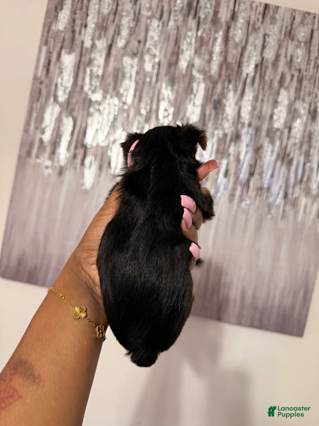 Yorkshire Terrier dogs for sale: Mona  - Ad 2