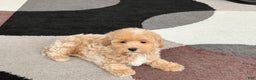 Havapoo dogs for sale: Havapoo Puppy 1 - Ad 6