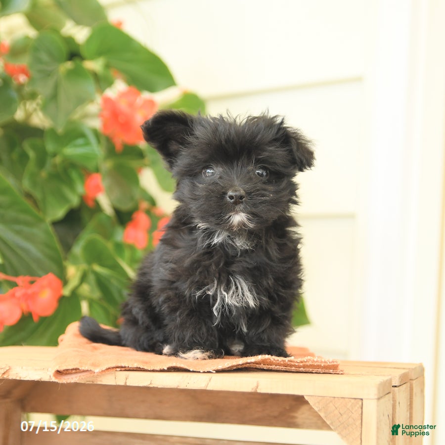 Morkie dogs Hannah - Ad 1