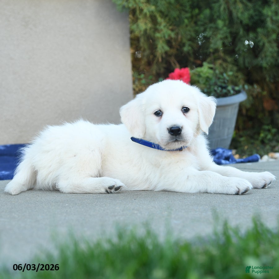 Golden Retriever dogs for sale: Formosa - Ad 5