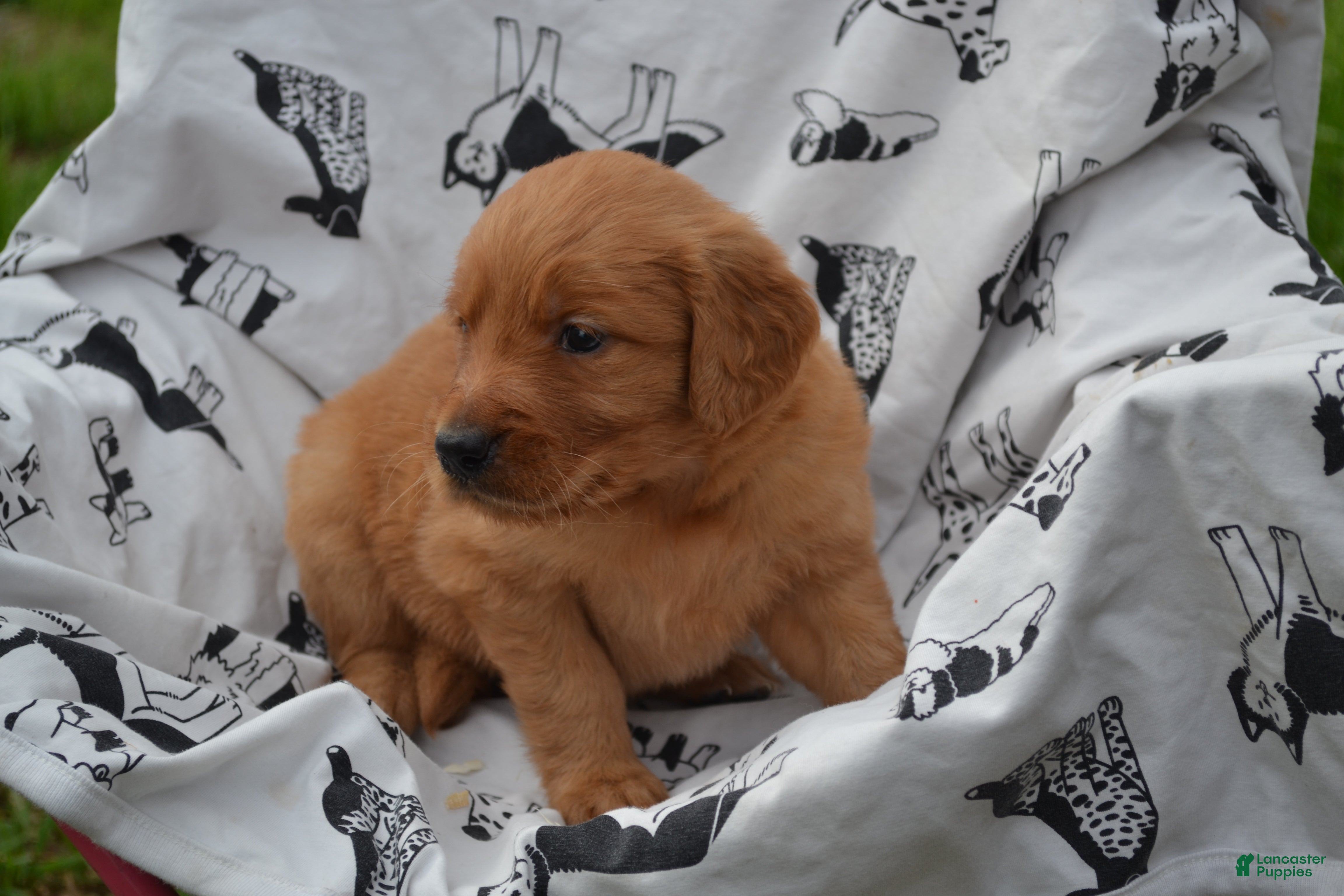 Golden Retriever dogs Roxann - Ad 18
