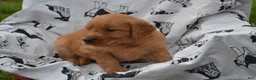 Golden Retriever dogs for sale: Roxann - Ad 1