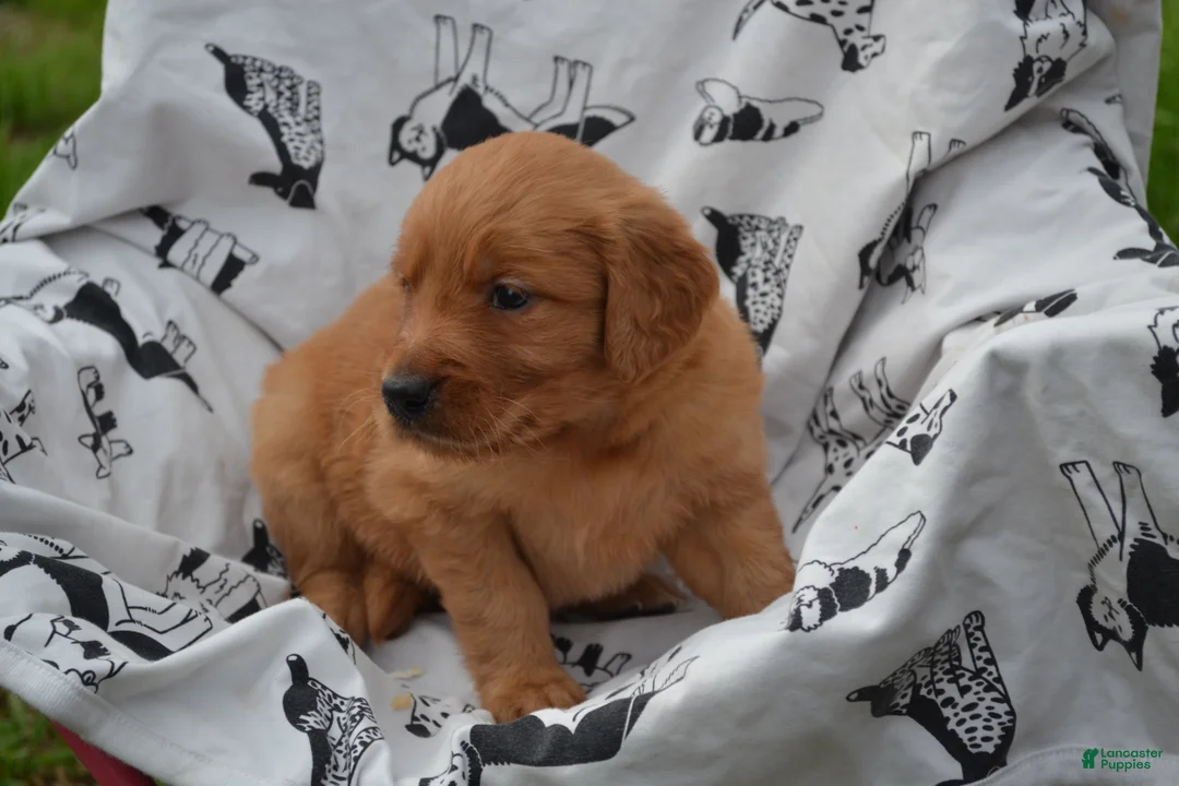 Golden Retriever dogs for sale: Roxann - Ad 1