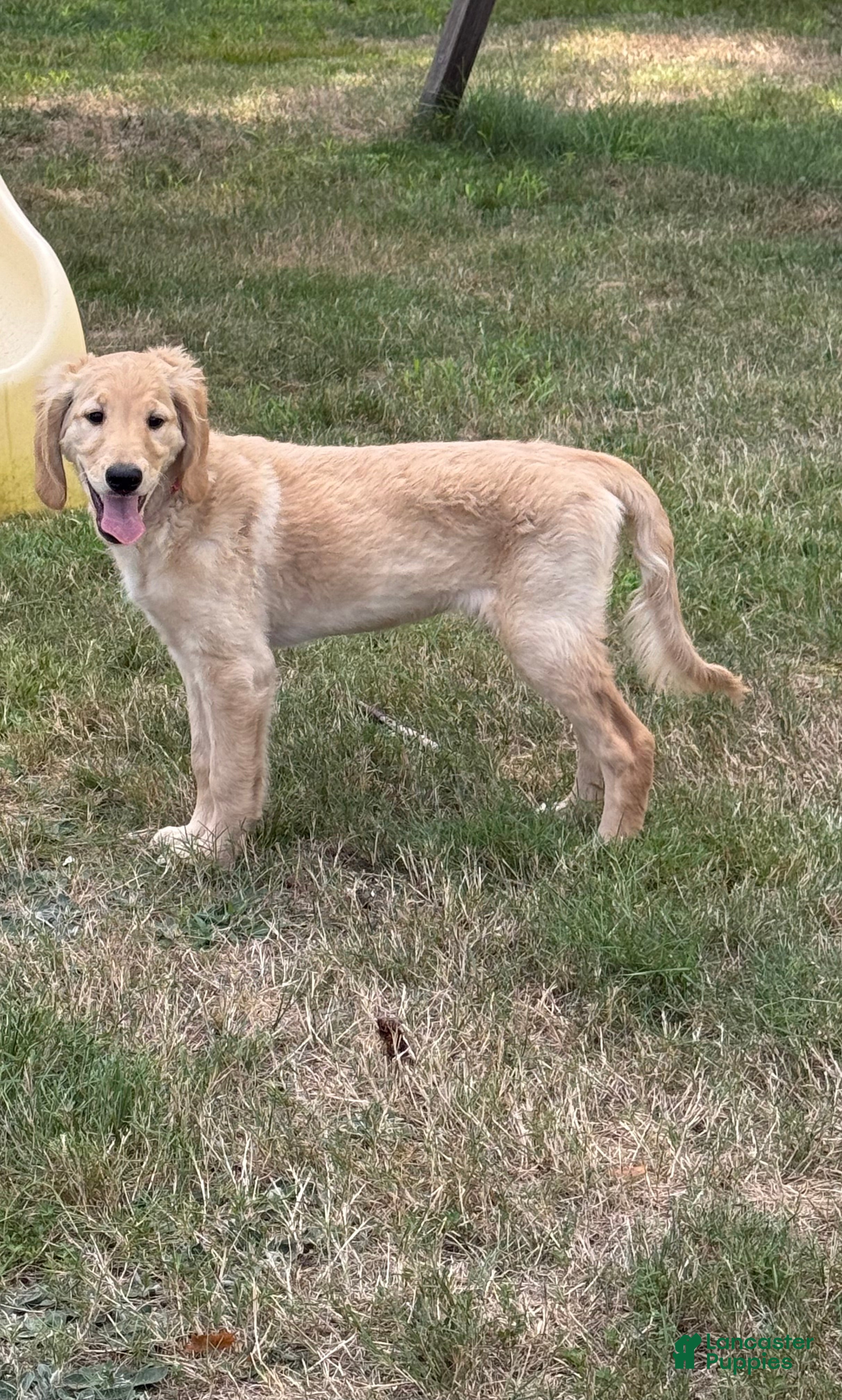 Goldendoodle dogs Ruth - Ad 1