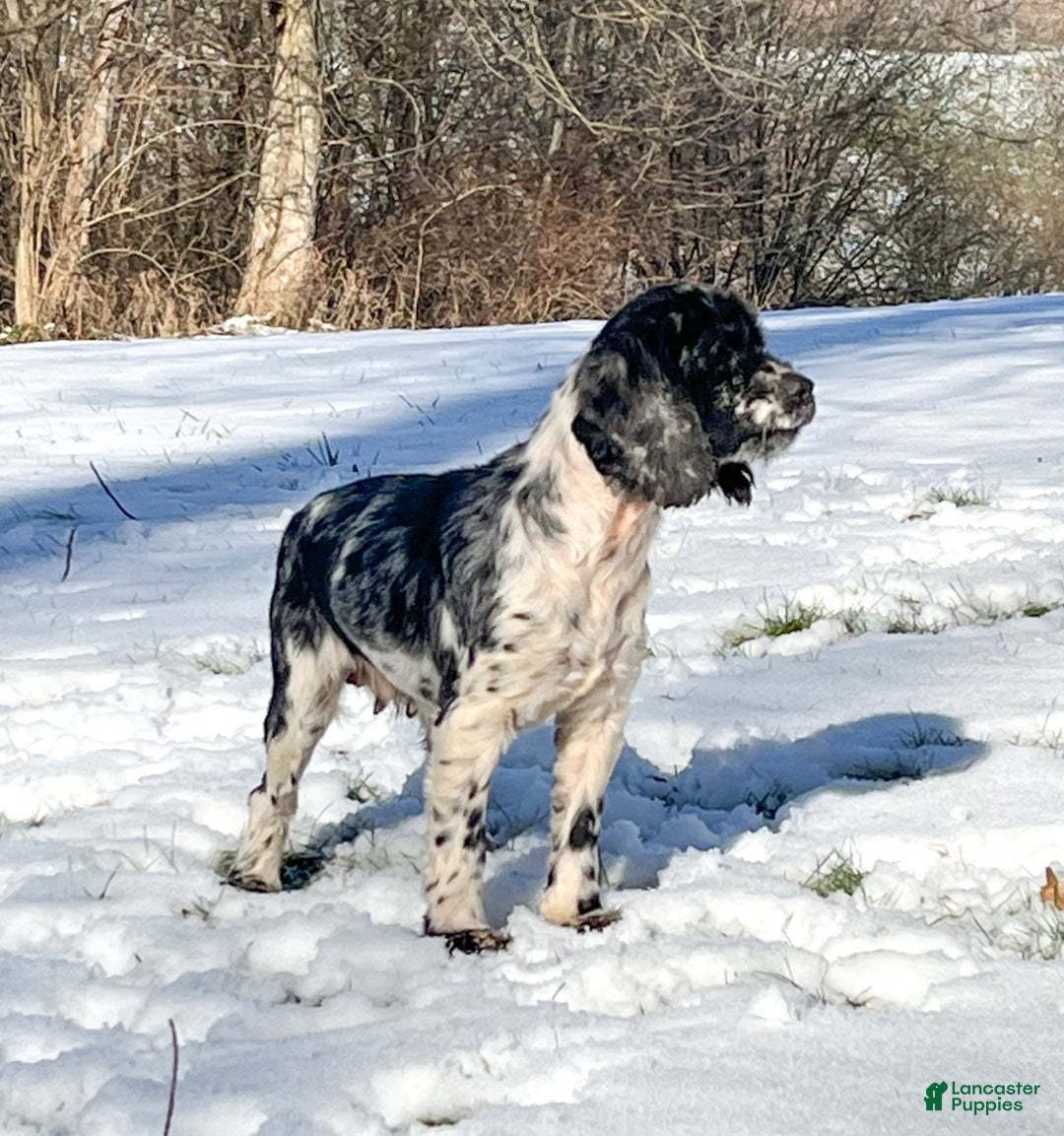 Cockapoo dogs for sale: Elska - Ad 7