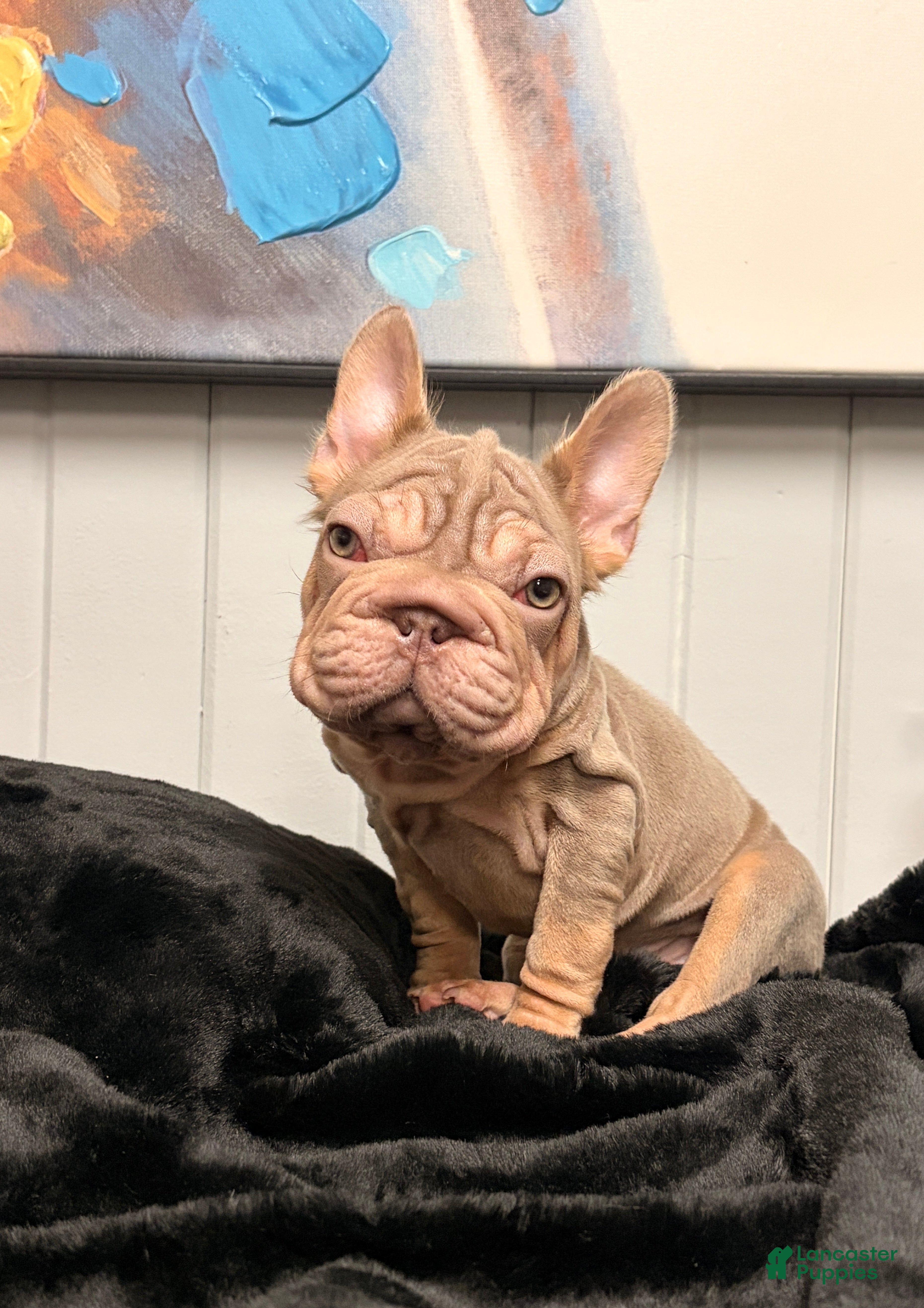 French Bulldog dogs Sansa - Ad 1