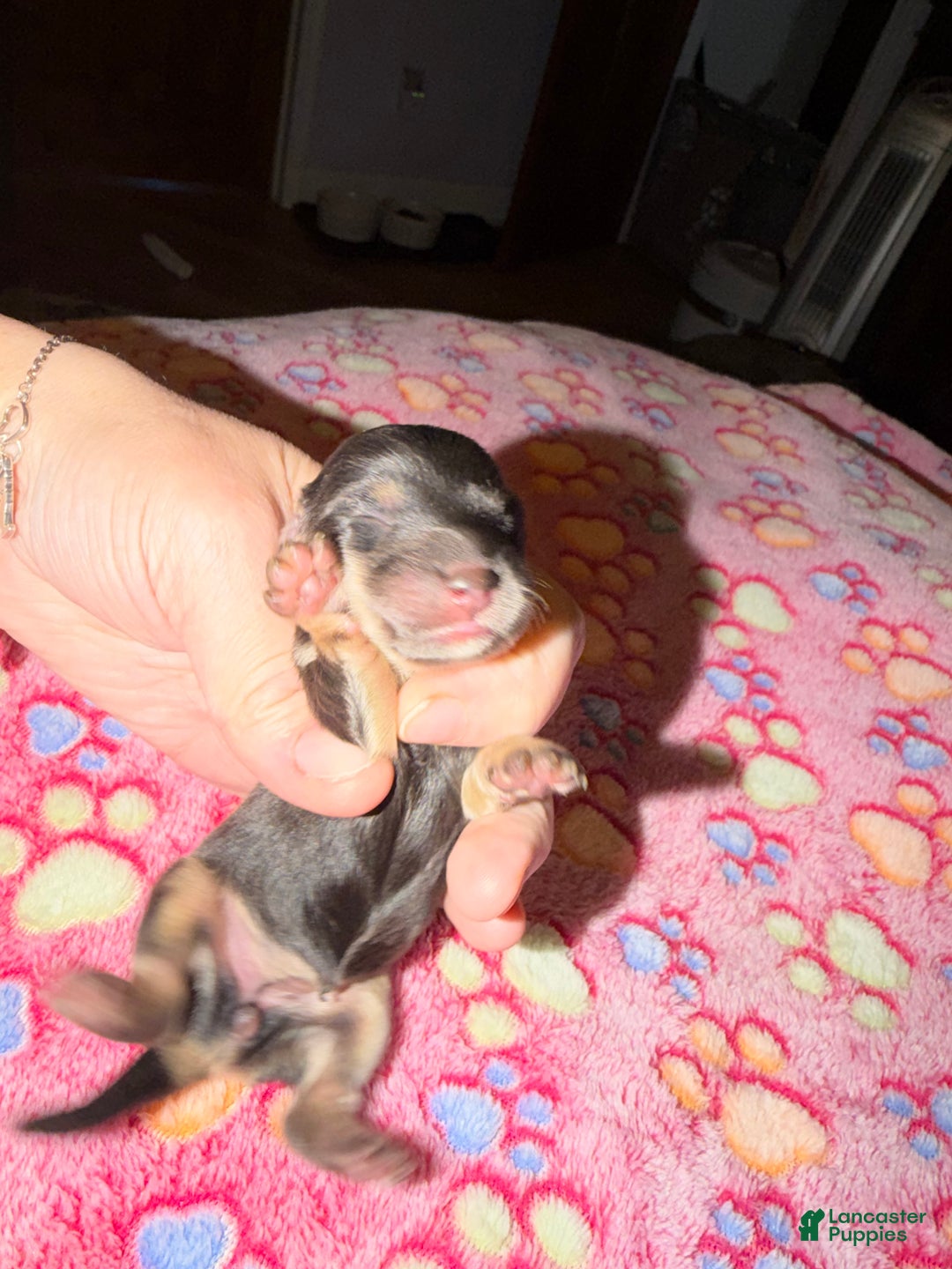 Miniature Dachshund dogs for sale: Cream - Ad 20