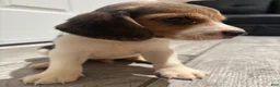 Beagle dogs for sale: Snoopy - Ad 7