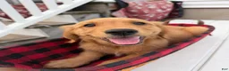 Golden Retriever dogs for sale: Scarlet - Ad 3