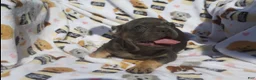 French Bulldog dogs for sale: French Bulldog 5 - Ad 4