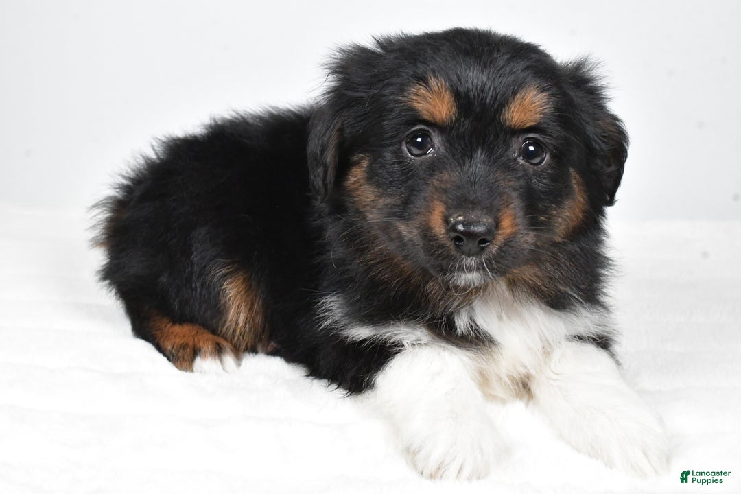 Miniature Australian Shepherd dogs for sale: Randal - Ad 5