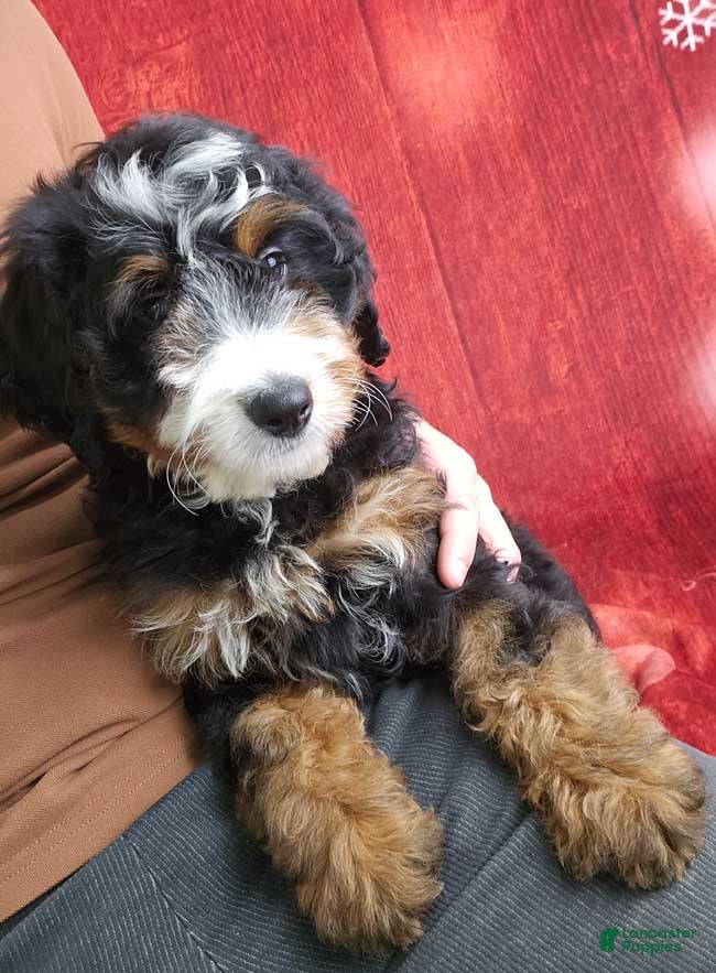Mini Bernedoodle dogs Angelica - Ad 42