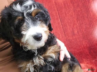 Mini Bernedoodle dogs Angelica - Ad 42