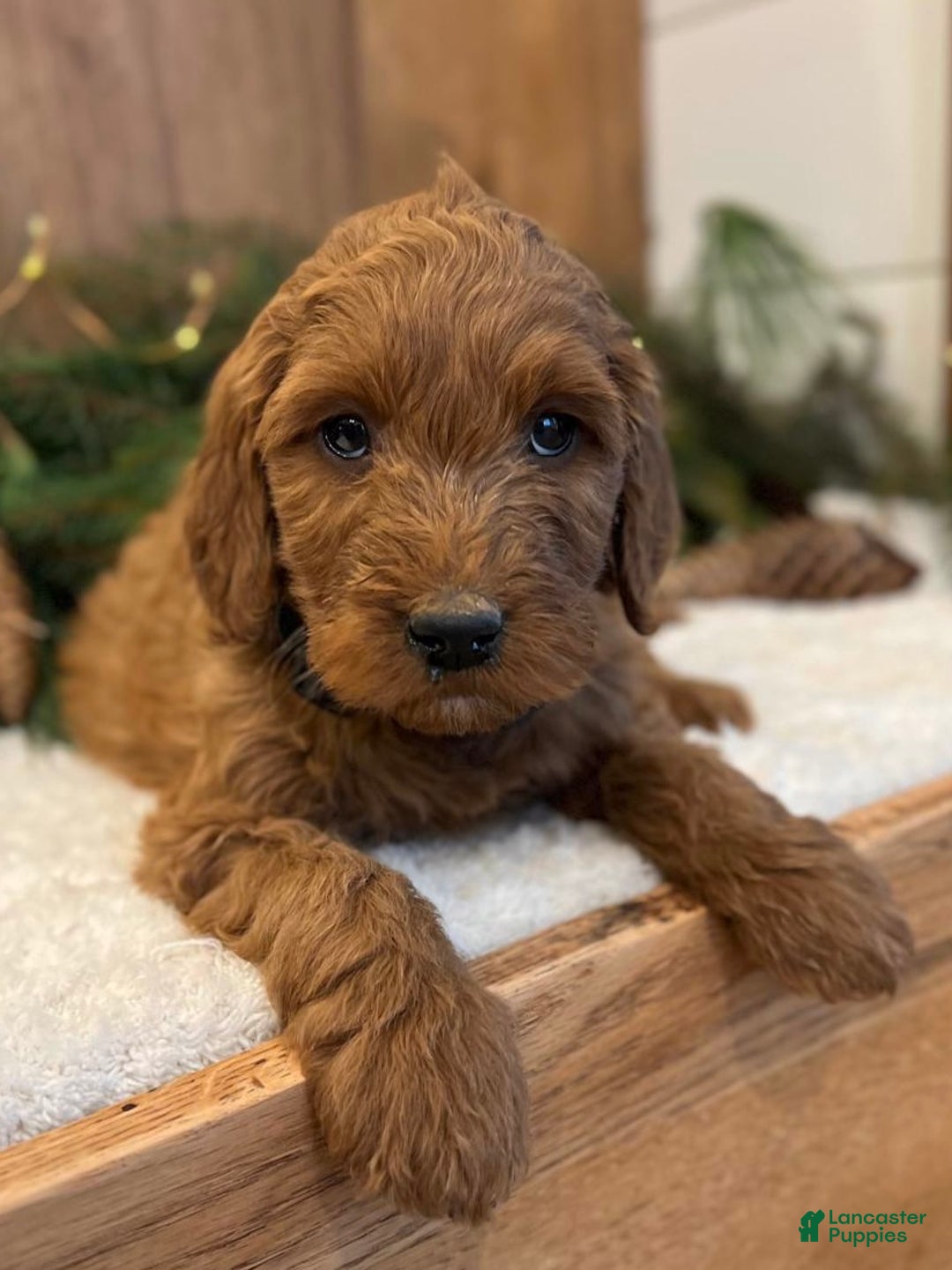 Irish Doodle dogs for sale: Frederick - Ad 5