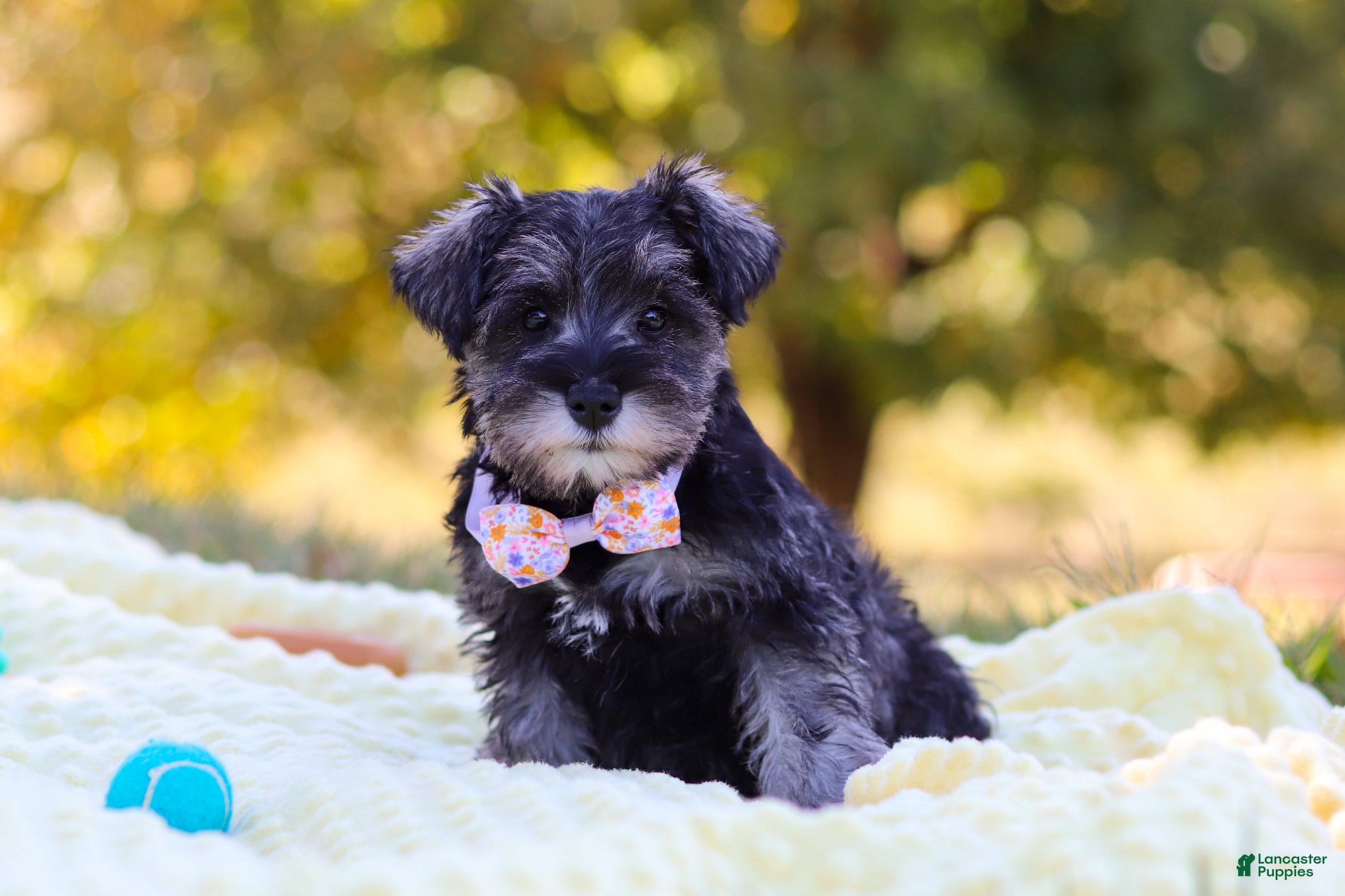 Puppies For Family Schnauzer Babies Miniature Schnauzer Puppies