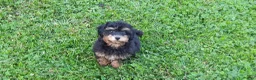 Toy Poodle dogs for sale: Dakota - Ad 2