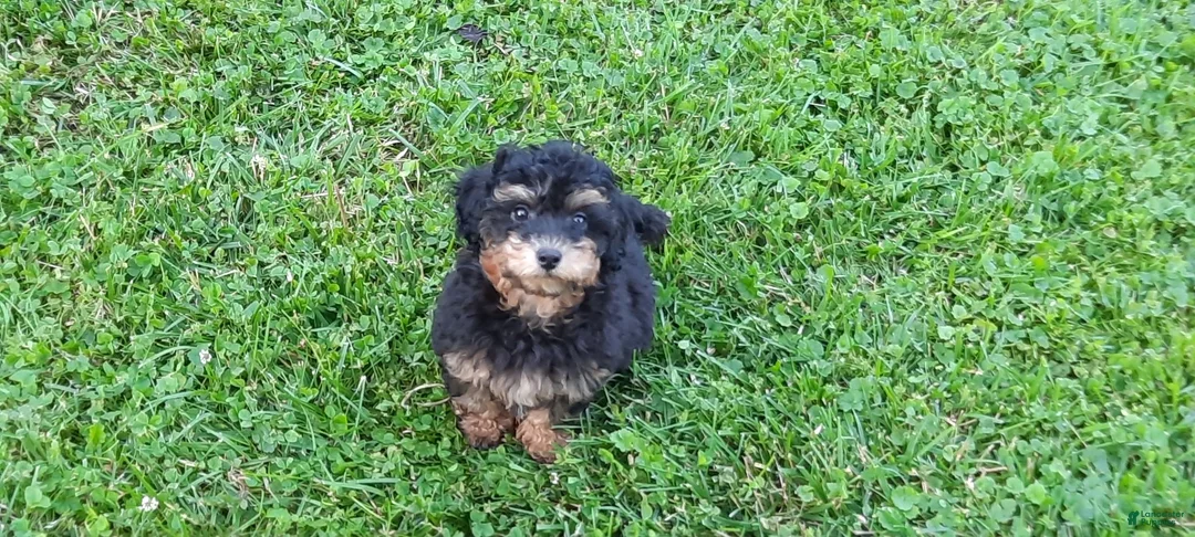 Toy Poodle dogs for sale: Dakota - Ad 2