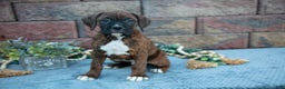 Boxer dogs for sale: Rambo - Ad 1