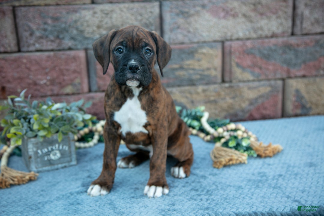 Boxer dogs for sale: Rambo - Ad 1