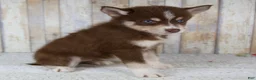 Pomsky dogs for sale: Chloe - Ad 5
