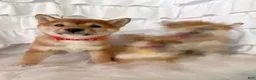Shiba Inu dogs for sale: ❤️ Wolfy ❤️ - Ad 7