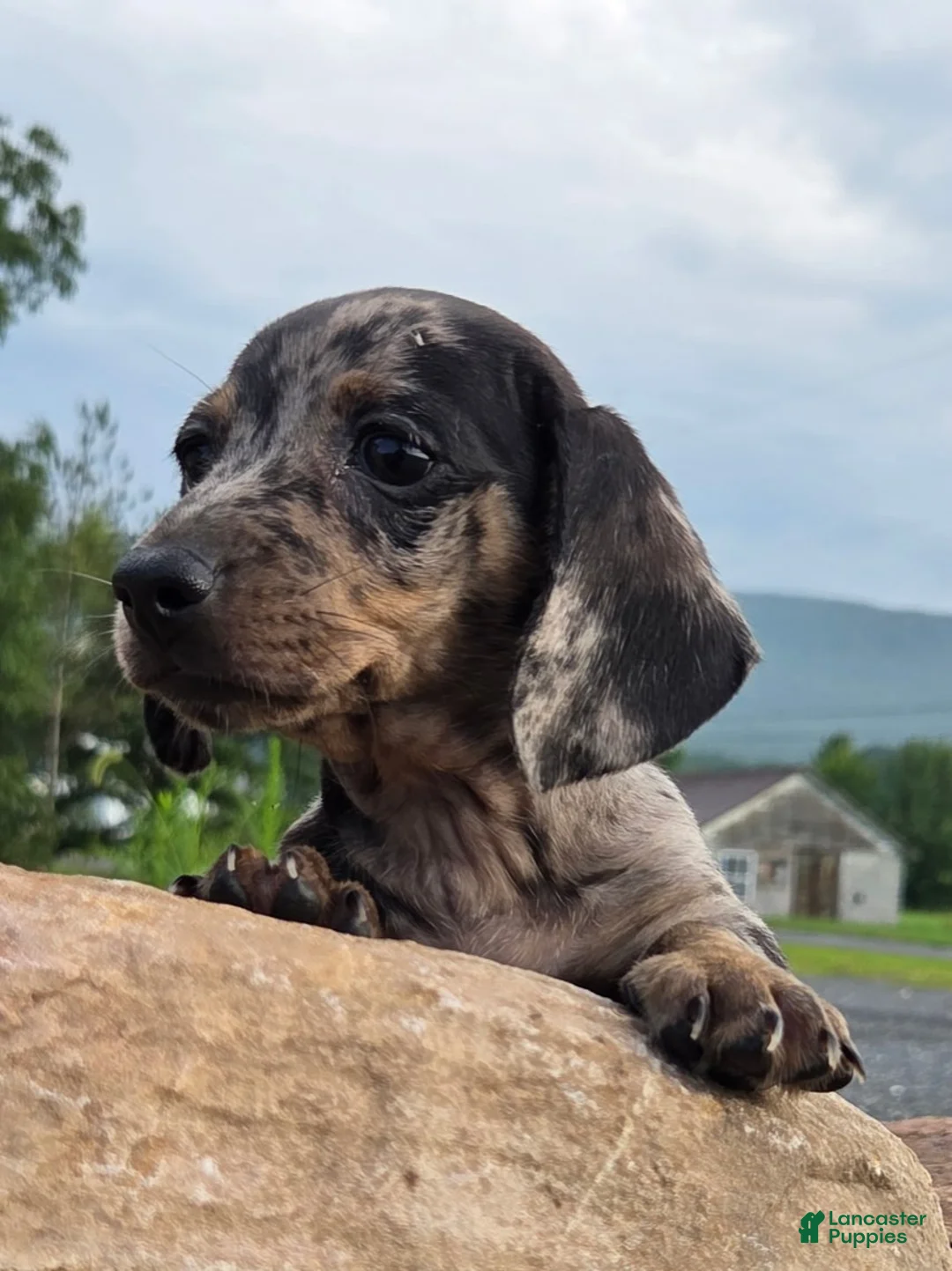 Miniature Dachshund dogs for sale: Jazz - Ad 5