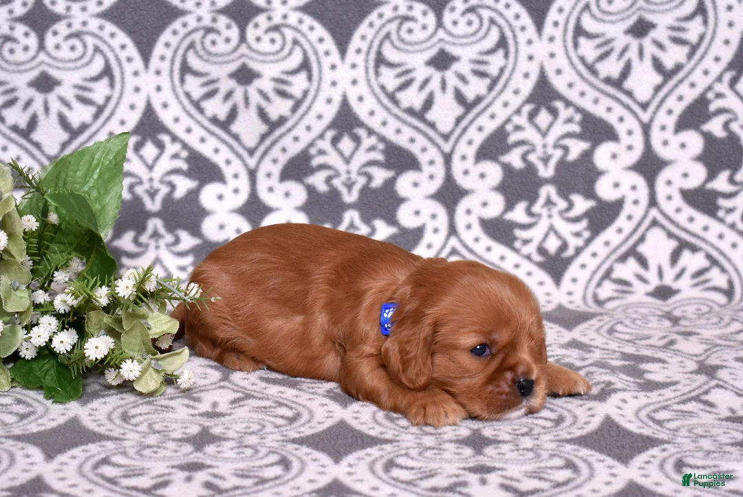 Cavalier King Charles Spaniel dogs for sale: Noah - Ad 5