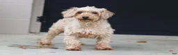 Maltipoo dogs for sale: Marley - Ad 6