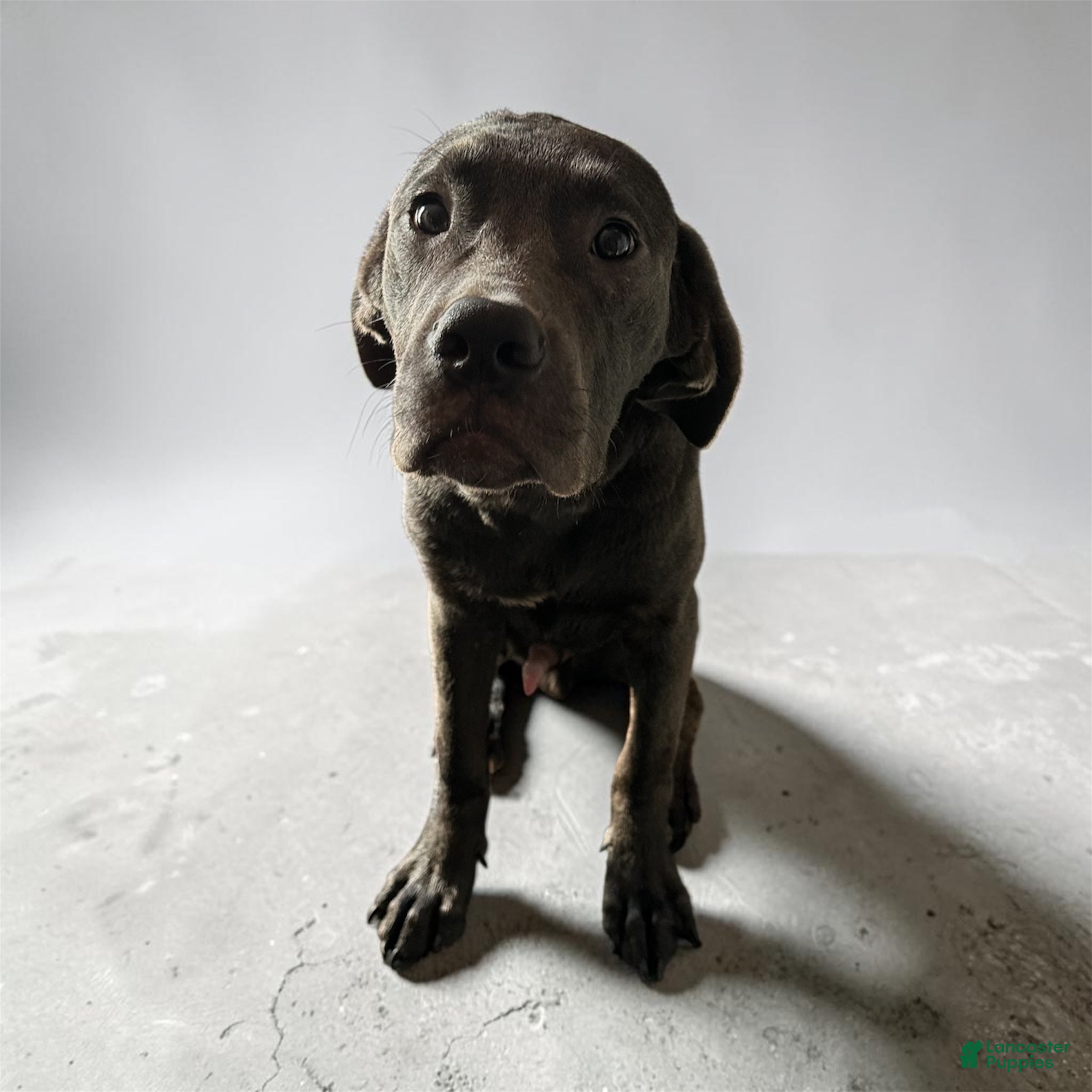 Cane Corso dogs Cane Corso 3 - Ad 38