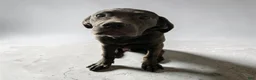 Cane Corso dogs for sale: Cane Corso 3 - Ad 1