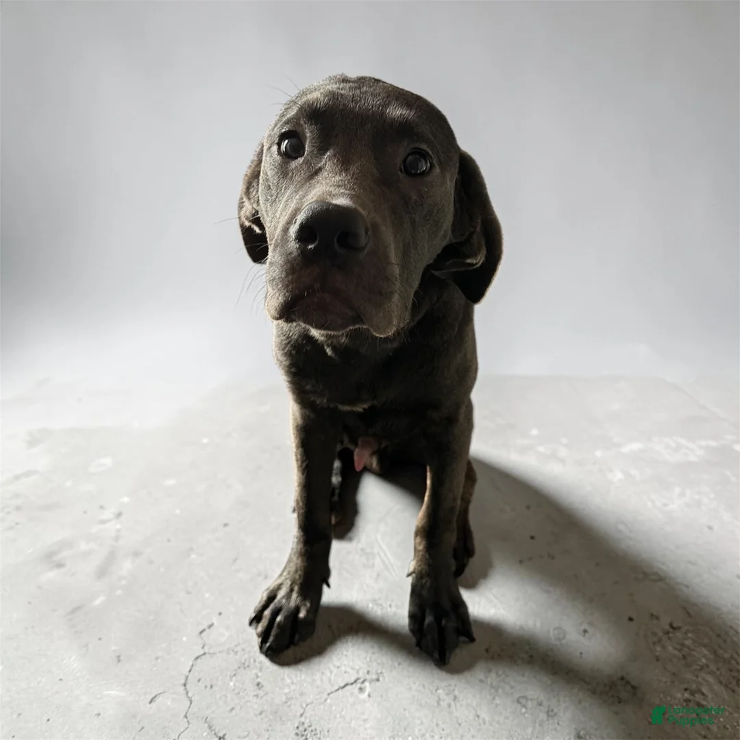 Cane Corso dogs for sale: Cane Corso 3 - Ad 1