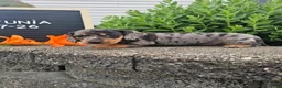 Miniature Dachshund dogs for sale: Petunia - Ad 4