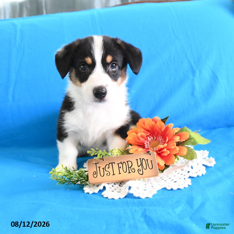 Welsh Corgi Pembroke dogs Brittney - Ad 2